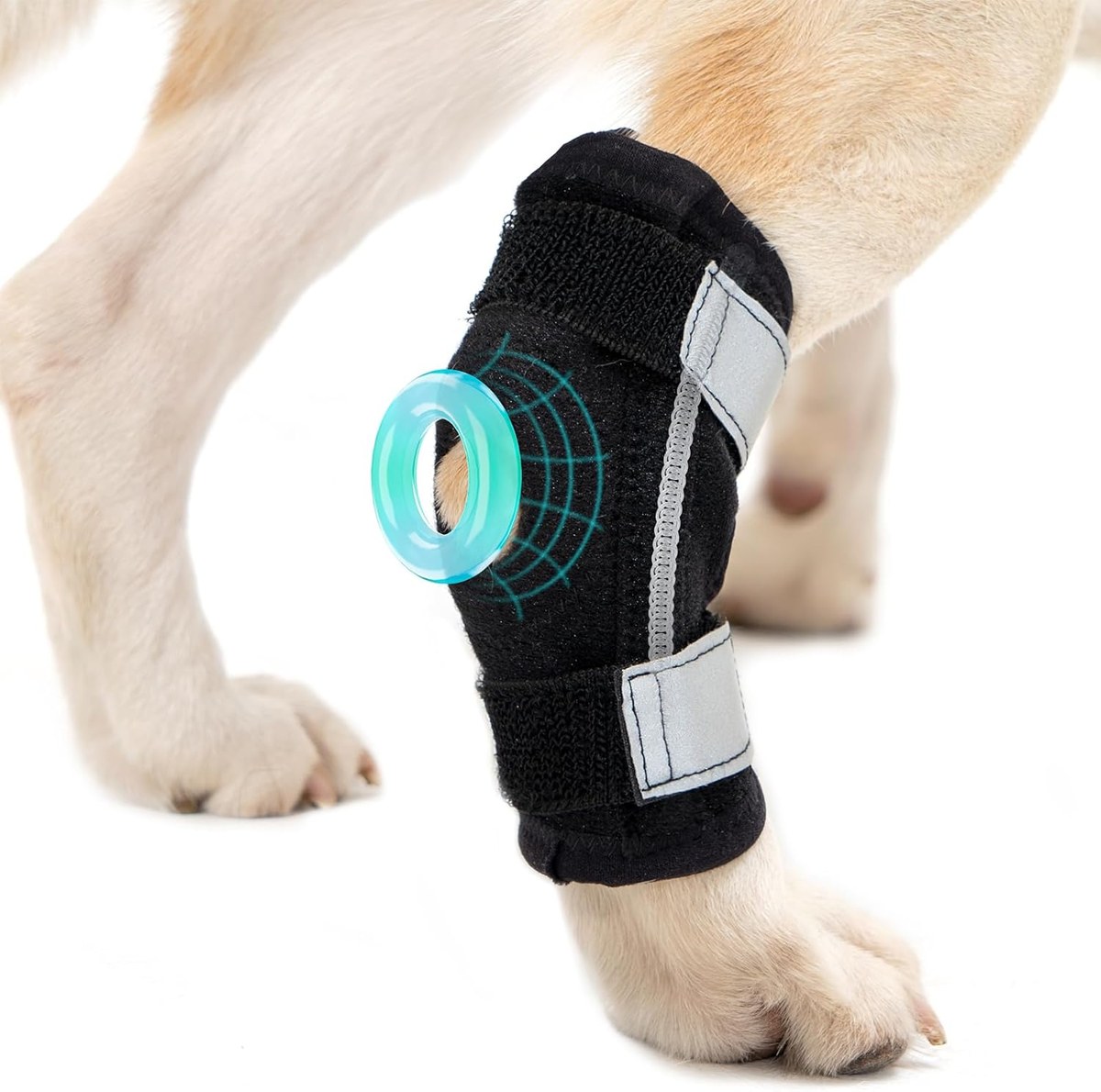 Avont Rear Hock Brace for Dogs
