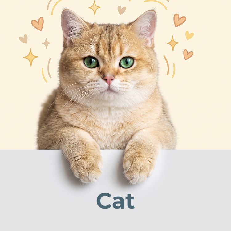Avont for Cats